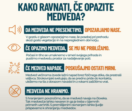 Kako ravnati, če opazite medveda, navodila