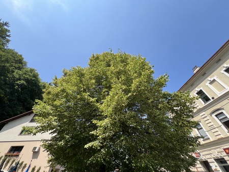 osamosvojitvena lipa